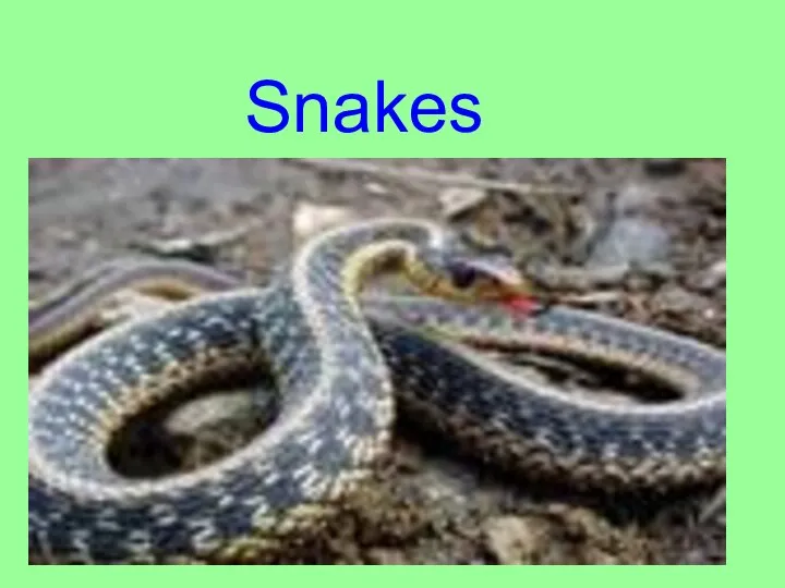 Snakes