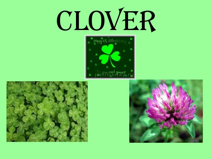 CLOVER