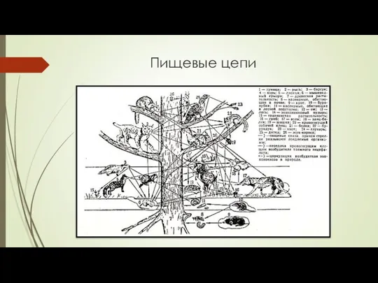 Пищевые цепи