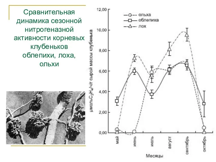 Сравнительная динамика сезонной нитрогеназной активности корневых клубеньков облепихи, лоха, ольхи