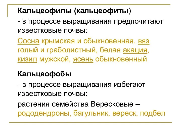 Кальцеофилы (кальцеофиты) - в процессе выращивания предпочитают известковые почвы: Сосна крымская