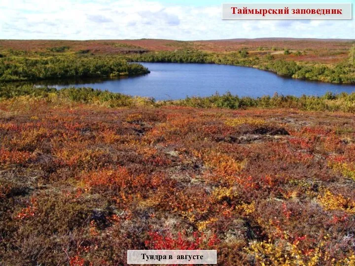 Таймырский заповедник Тундра в августе