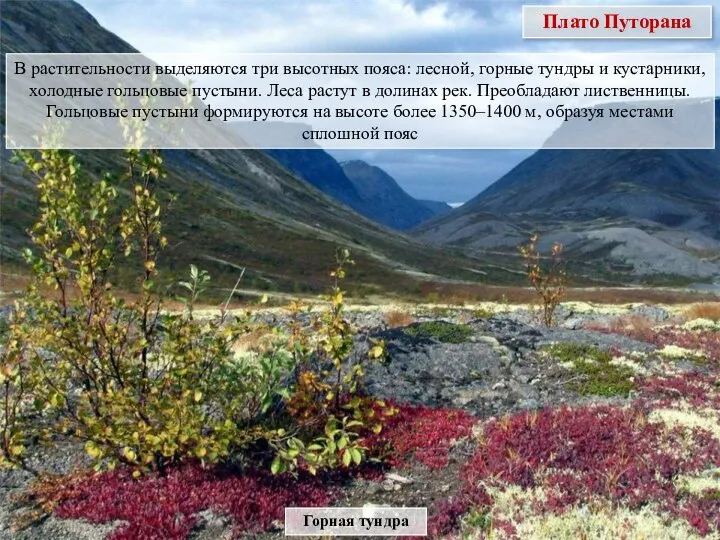 Плато Путорана В растительности выделяются три высотных пояса: лесной, горные тундры