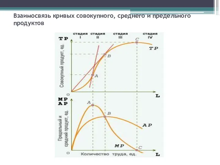 Взаимосвязь кривых совокупного, среднего и предельного продуктов