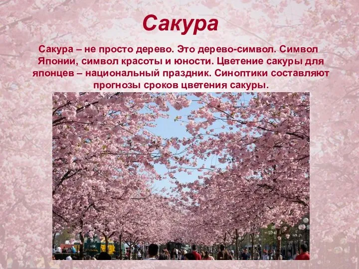 Сакура Сакура – не просто дерево. Это дерево-символ. Символ Японии, символ