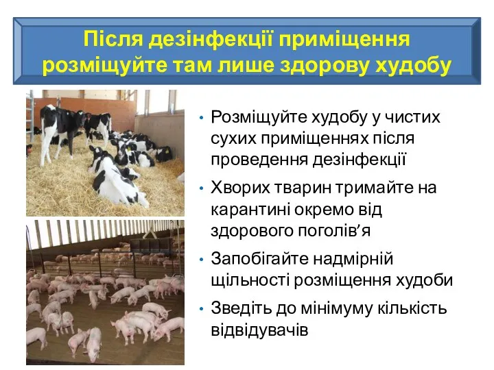 Після дезінфекції приміщення розміщуйте там лише здорову худобу Розміщуйте худобу у