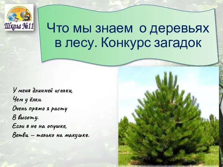 Что мы знаем о деревьях в лесу. Конкурс загадок У меня