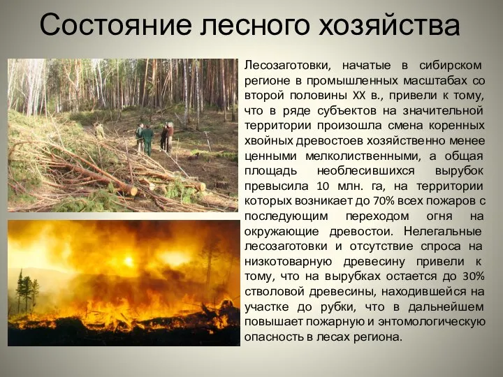 Состояние лесного хозяйства Лесозаготовки, начатые в сибирском регионе в промышленных масштабах