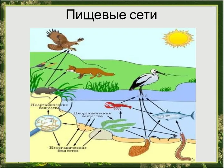 Пищевые сети