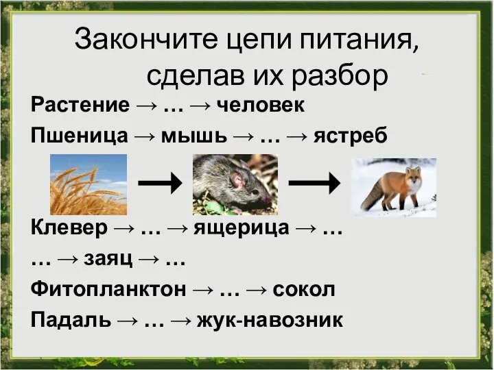 Закончите цепи питания, сделав их разбор Растение → … → человек