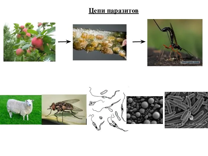 Цепи паразитов