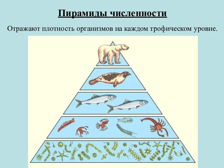 Пирамиды численности Отражают плотность организмов на каждом трофическом уровне.