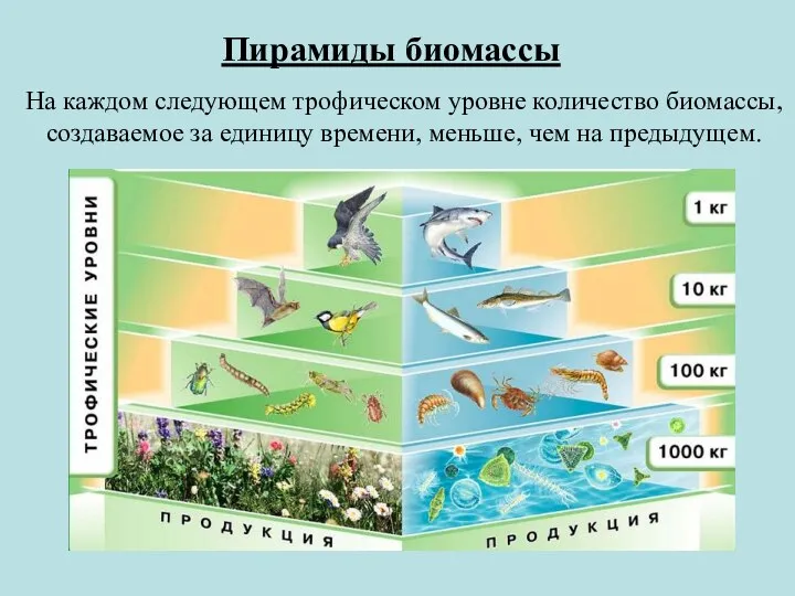 Пирамиды биомассы На каждом следующем трофическом уровне количество биомассы, создаваемое за