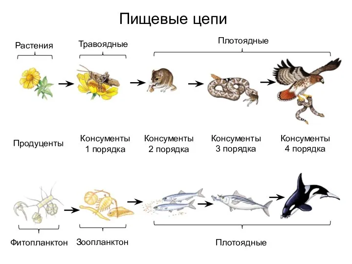 Пищевые цепи Растения Травоядные Плотоядные Фитопланктон Зоопланктон Плотоядные Продуценты Консументы 1