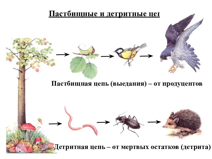 Пастбищные и детритные цепи Пастбищная цепь (выедания) – от продуцентов Детритная