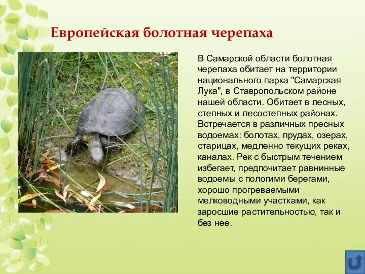 Европейская болотная черепаха В Самарской области болотная черепаха обитает на территории