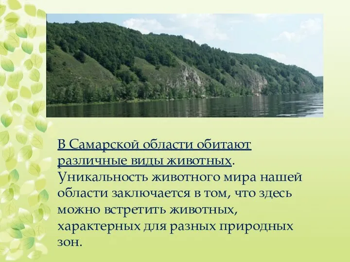 В Самарской области обитают различные виды животных. Уникальность животного мира нашей