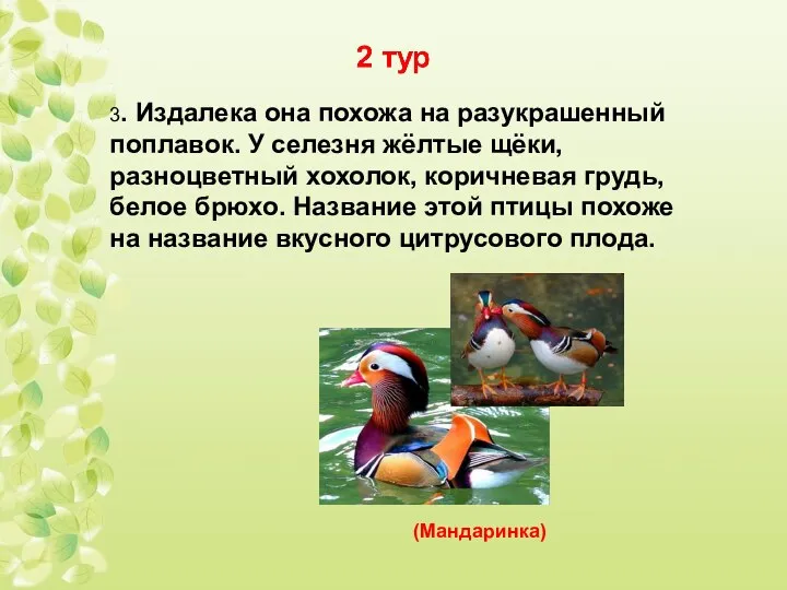 3. Издалека она похожа на разукрашенный поплавок. У селезня жёлтые щёки,