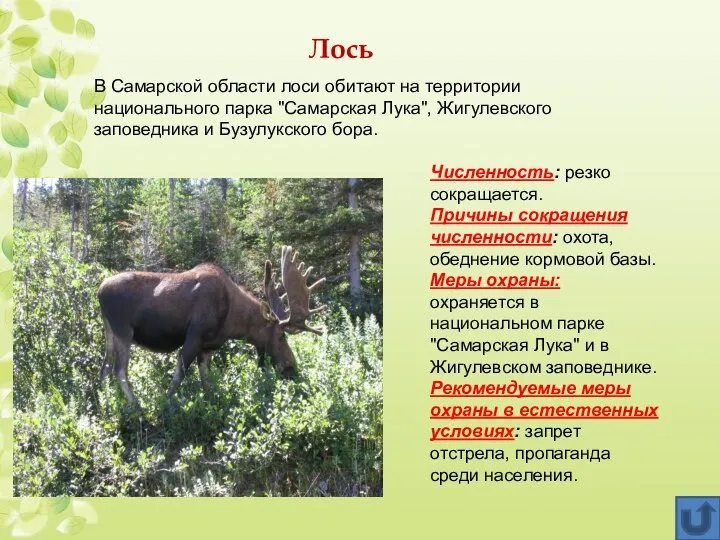 Лось В Самарской области лоси обитают на территории национального парка "Самарская
