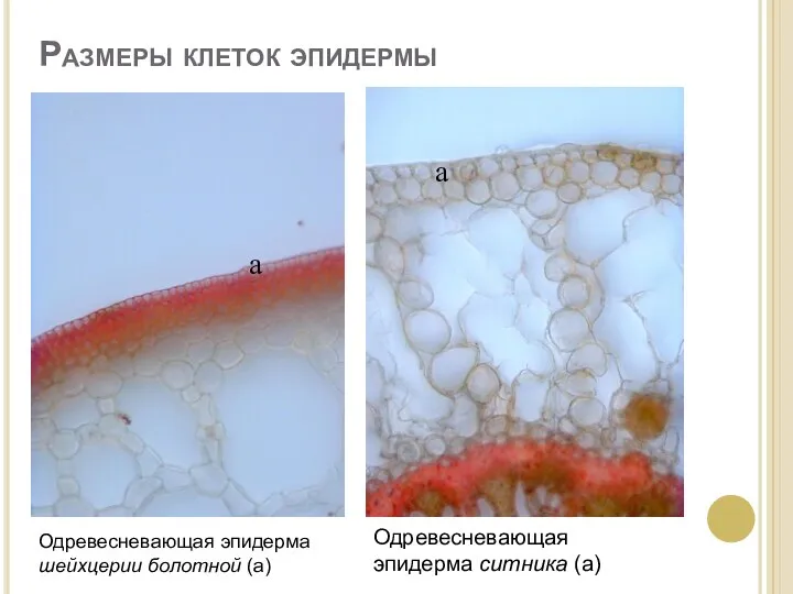 Одревесневающая эпидерма шейхцерии болотной (а) Одревесневающая эпидерма ситника (а) а а Размеры клеток эпидермы