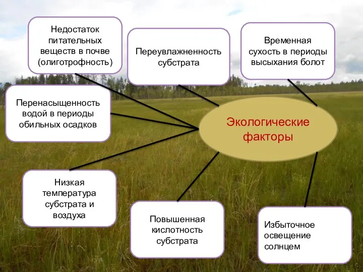 Экологические факторы Недостаток питательных веществ в почве (олиготрофность) Переувлажненность субстрата Временная