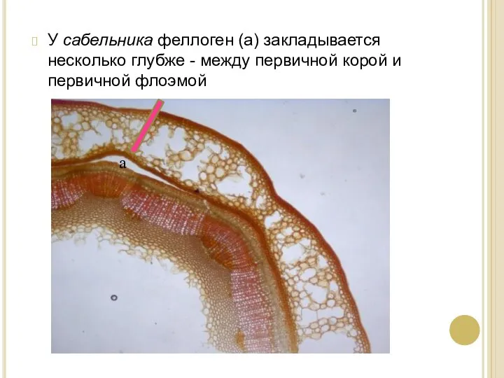 У сабельника феллоген (а) закладывается несколько глубже - между первичной корой и первичной флоэмой а