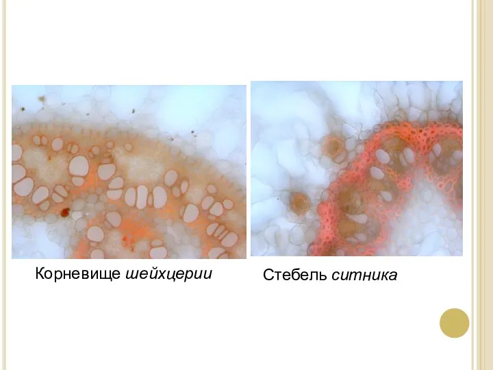 Корневище шейхцерии Стебель ситника