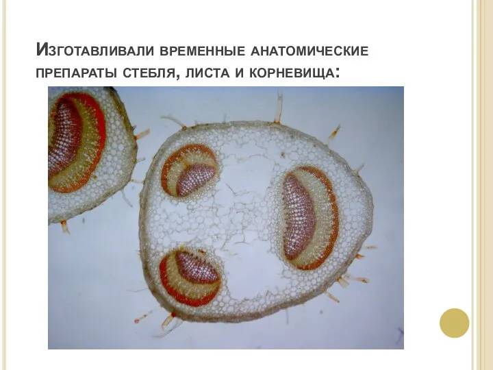 Изготавливали временные анатомические препараты стебля, листа и корневища: