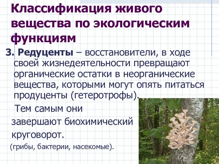 Классификация живого вещества по экологическим функциям 3. Редуценты – восстановители, в