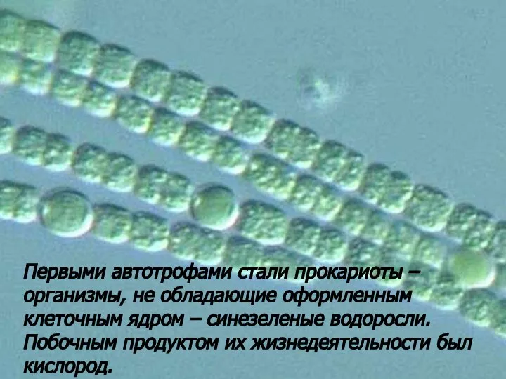 Первыми автотрофами стали прокариоты – организмы, не обладающие оформленным клеточным ядром