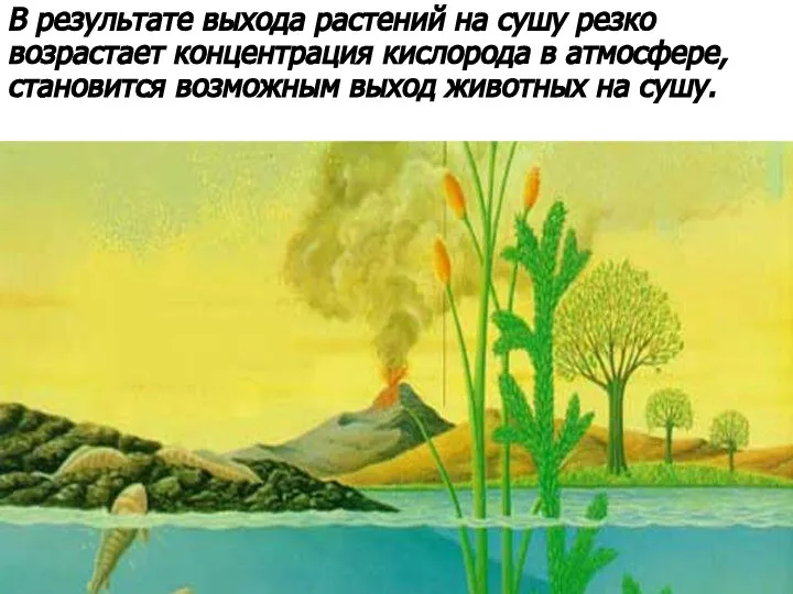 В результате выхода растений на сушу резко возрастает концентрация кислорода в