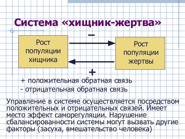 Система «хищник-жертва» + положительная обратная связь - отрицательная обратная связь Управление