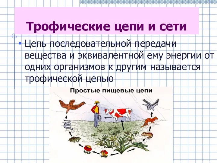 Трофические цепи и сети Цепь последовательной передачи вещества и эквивалентной ему