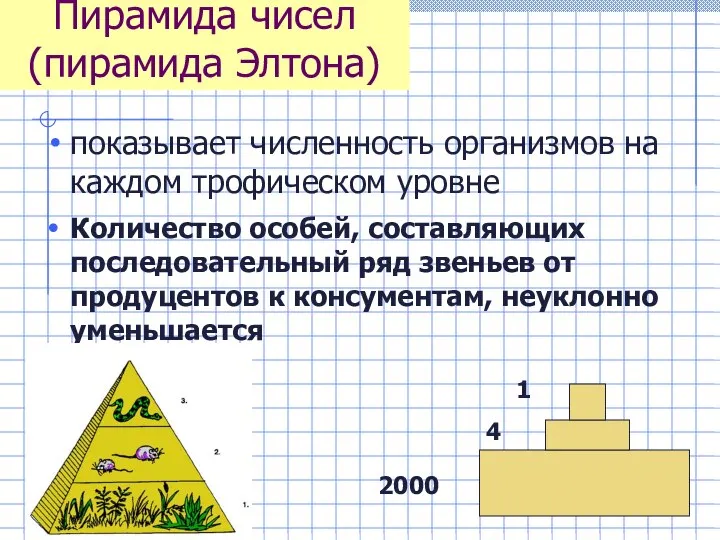 Пирамида чисел (пирамида Элтона) показывает численность организмов на каждом трофическом уровне