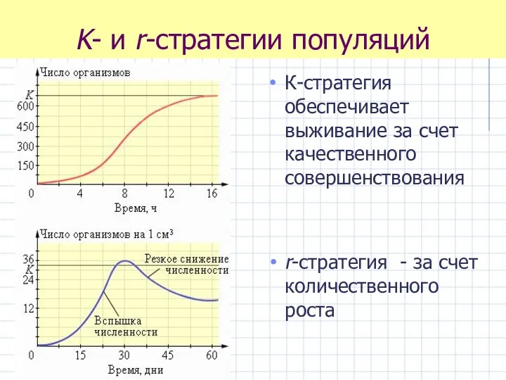 K- и r-стратегии популяций К-стратегия обеспечивает выживание за счет качественного совершенствования