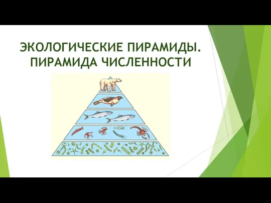 ЭКОЛОГИЧЕСКИЕ ПИРАМИДЫ. ПИРАМИДА ЧИСЛЕННОСТИ