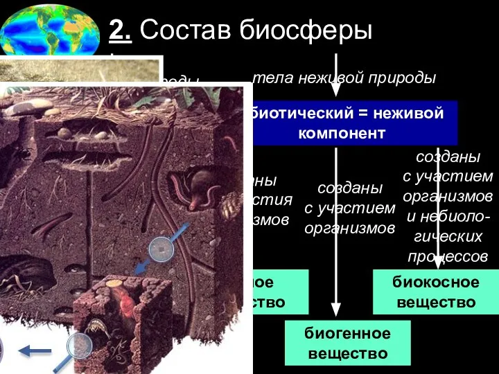 2. Состав биосферы биотический = живой компонент абиотический = неживой компонент