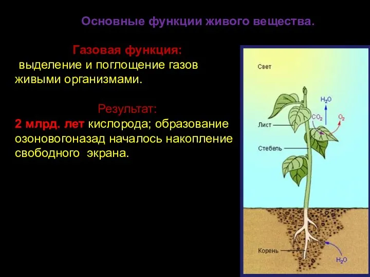 Основные функции живого вещества. Газовая функция: выделение и поглощение газов живыми