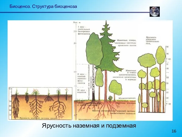 Биоценоз. Структура биоценоза Ярусность наземная и подземная