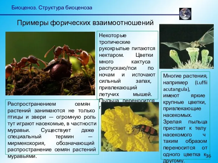 Биоценоз. Структура биоценоза Примеры форических взаимоотношений Распространением семян растений занимаются не