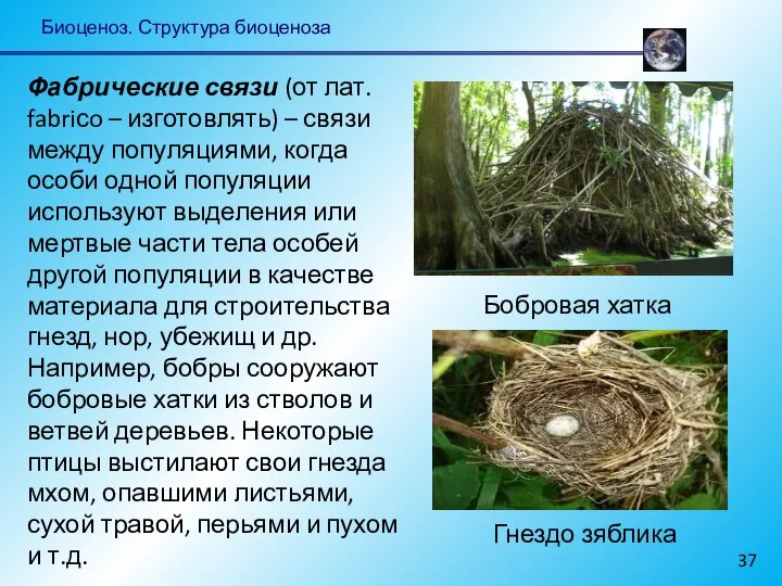 Биоценоз. Структура биоценоза Фабрические связи (от лат. fabriсo – изготовлять) –