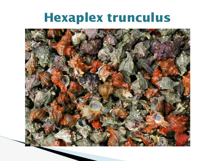 Hexaplex trunculus