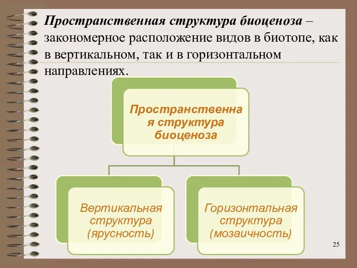 Пространственная структура биоценоза – закономерное расположение видов в биотопе, как в