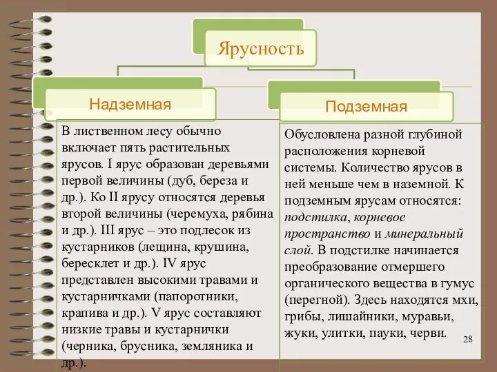 В лиственном лесу обычно включает пять растительных ярусов. I ярус образован