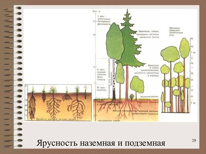 Ярусность наземная и подземная