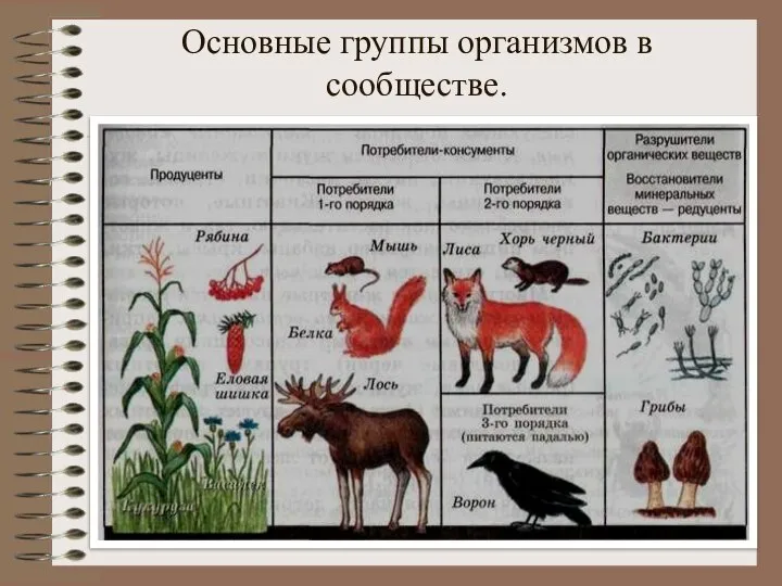 Основные группы организмов в сообществе.