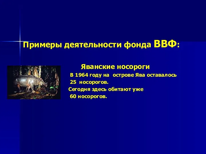 Примеры деятельности фонда ВВФ: Яванские носороги В 1964 году на острове