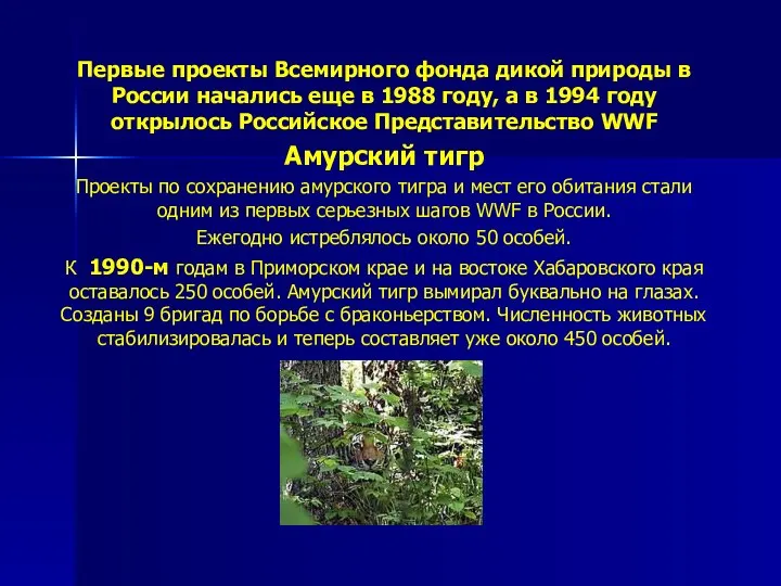 Первые проекты Всемирного фонда дикой природы в России начались еще в