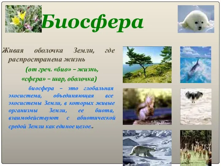 Биосфера Живая оболочка Земли, где распространена жизнь (от греч. «био» –