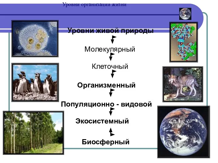 Уровни организации жизни Уровни живой природы Клеточный Организменный Популяционно - видовой Экосистемный Биосферный Молекулярный